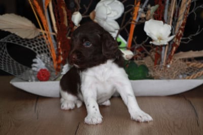 Les chiots de Petit Epagneul de Münster
