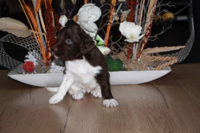 Les chiots de Petit Epagneul de Münster