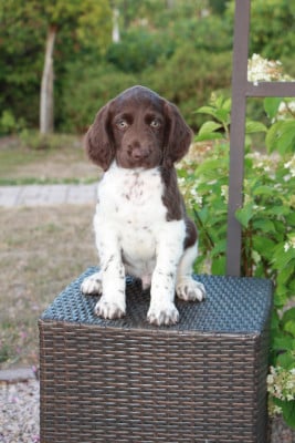 Les chiots de Petit Epagneul de Münster