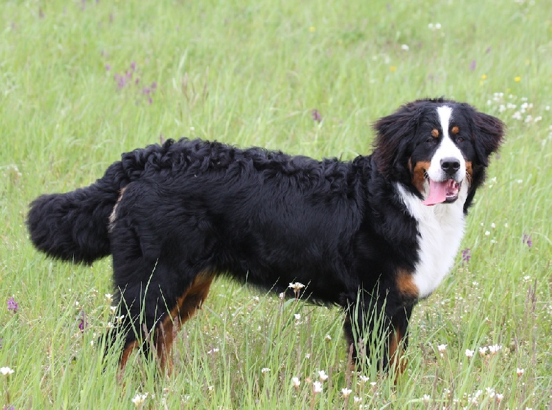 Gilliane du hameau des baronnies - Très Prometteur