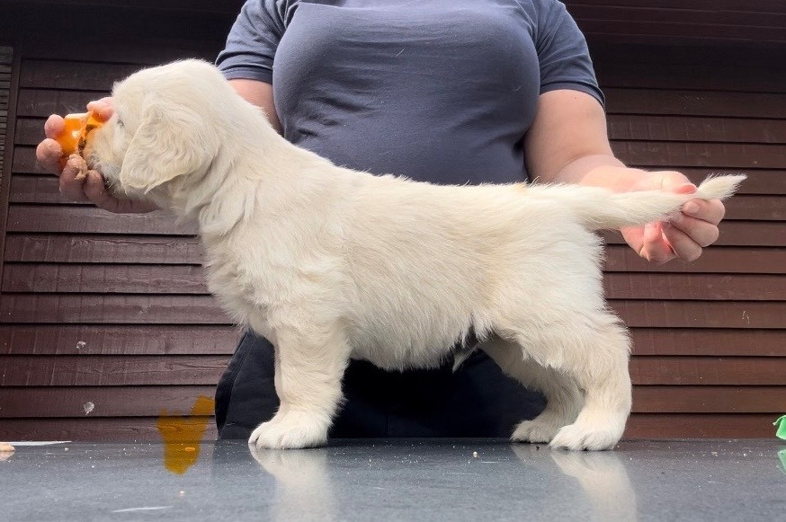 Publication : Ashbury