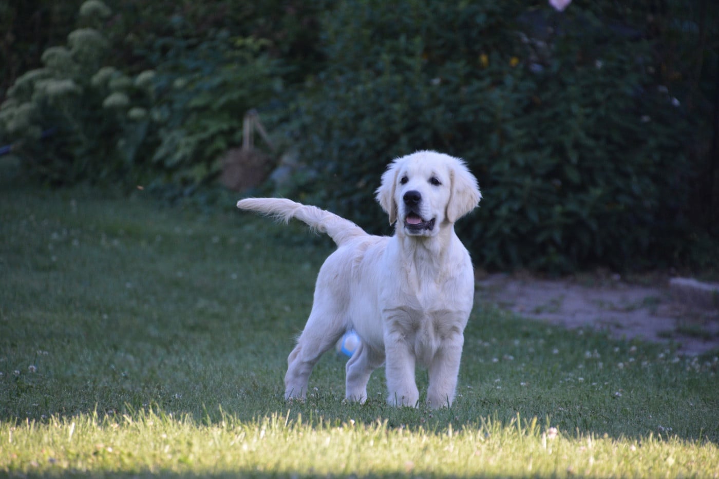 Publication : Ashbury