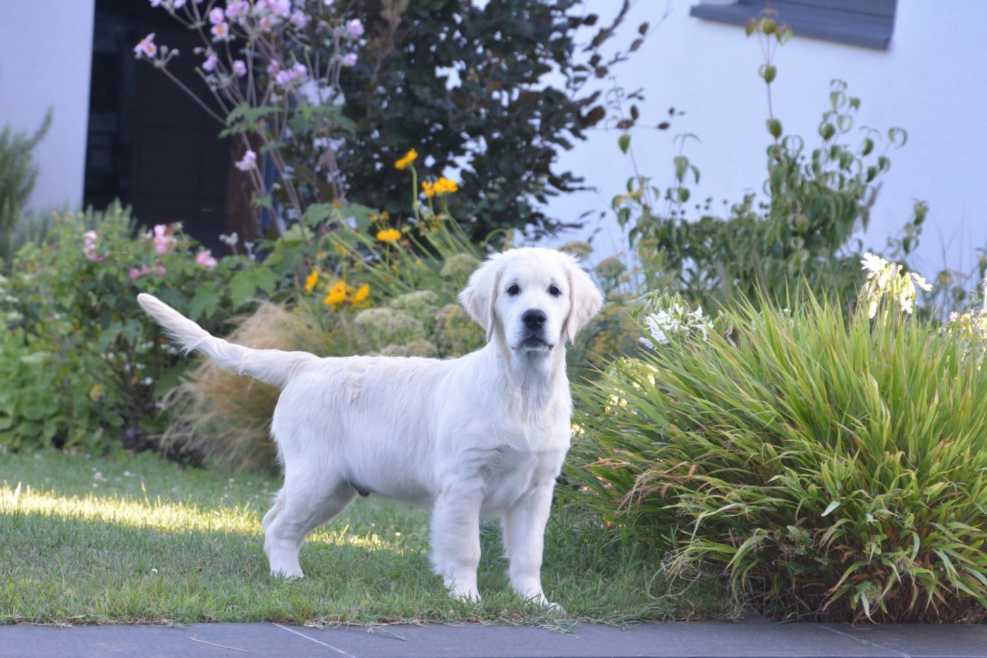 Publication : Ashbury