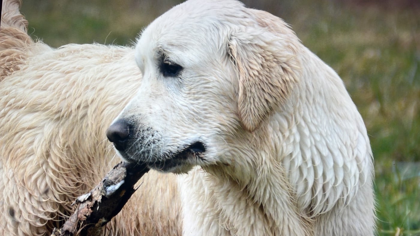 Publication : Ashbury