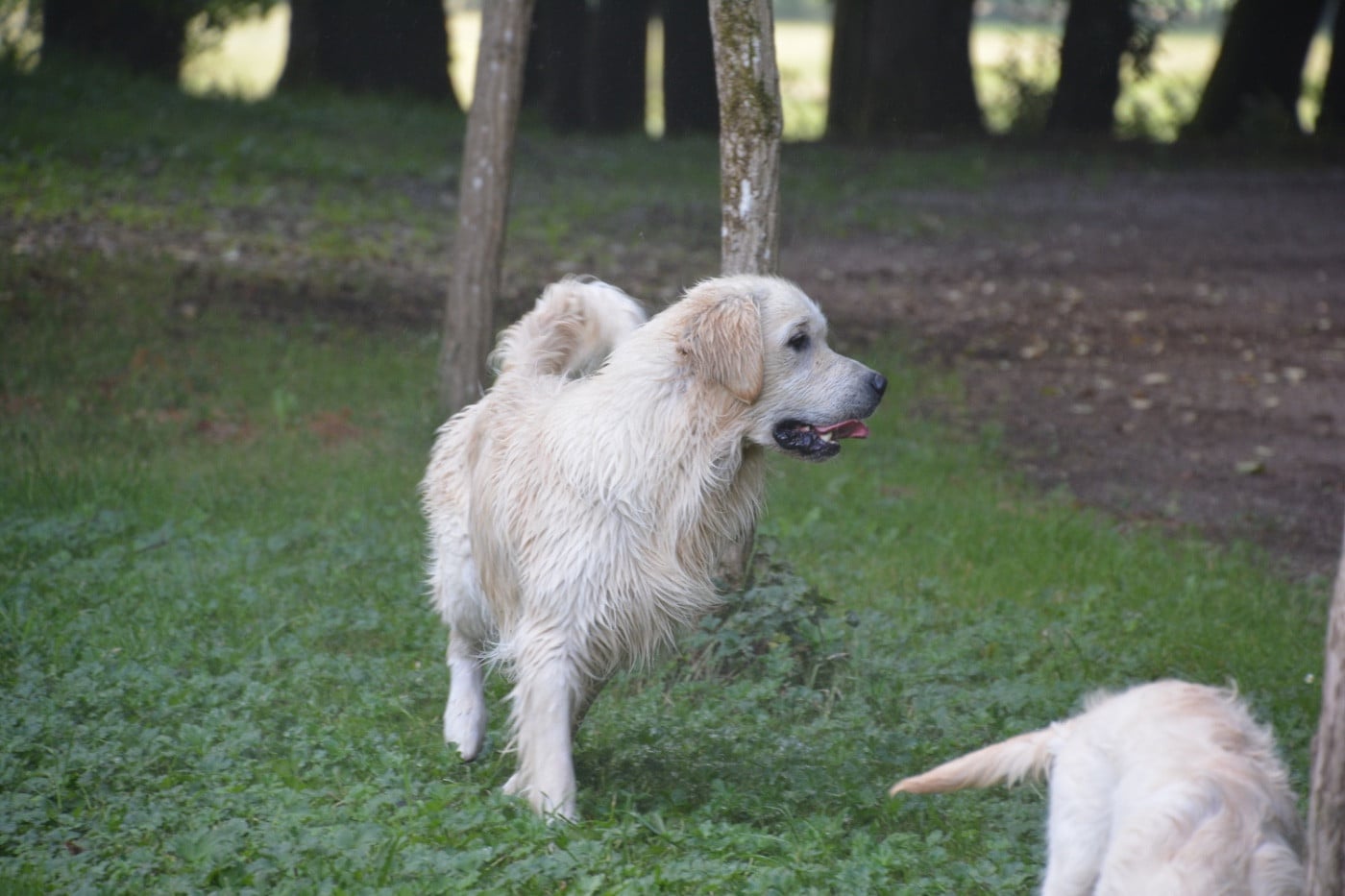 Publication : Ashbury