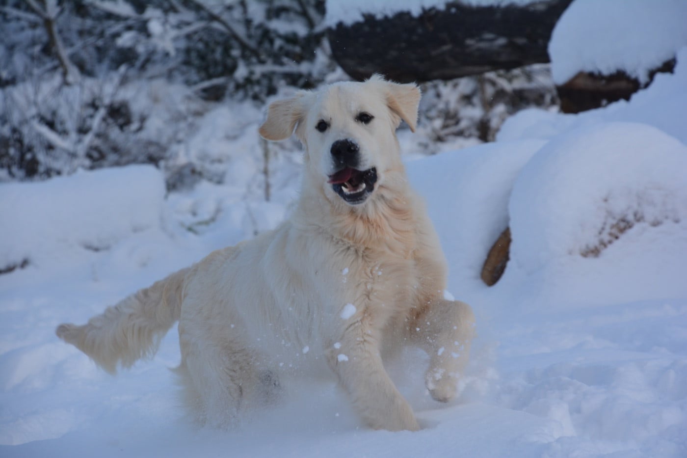 Publication : Ashbury