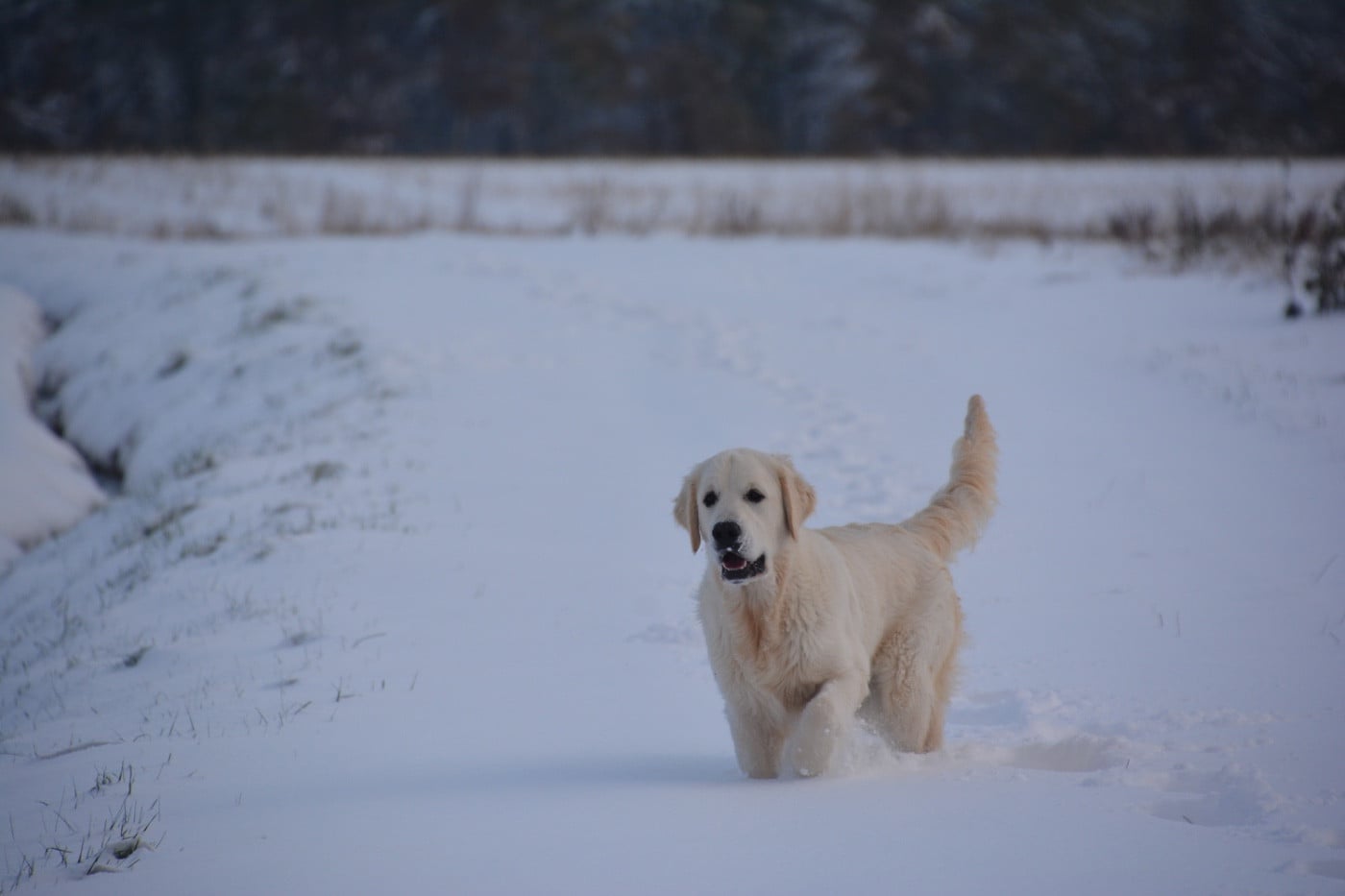 Publication : Ashbury