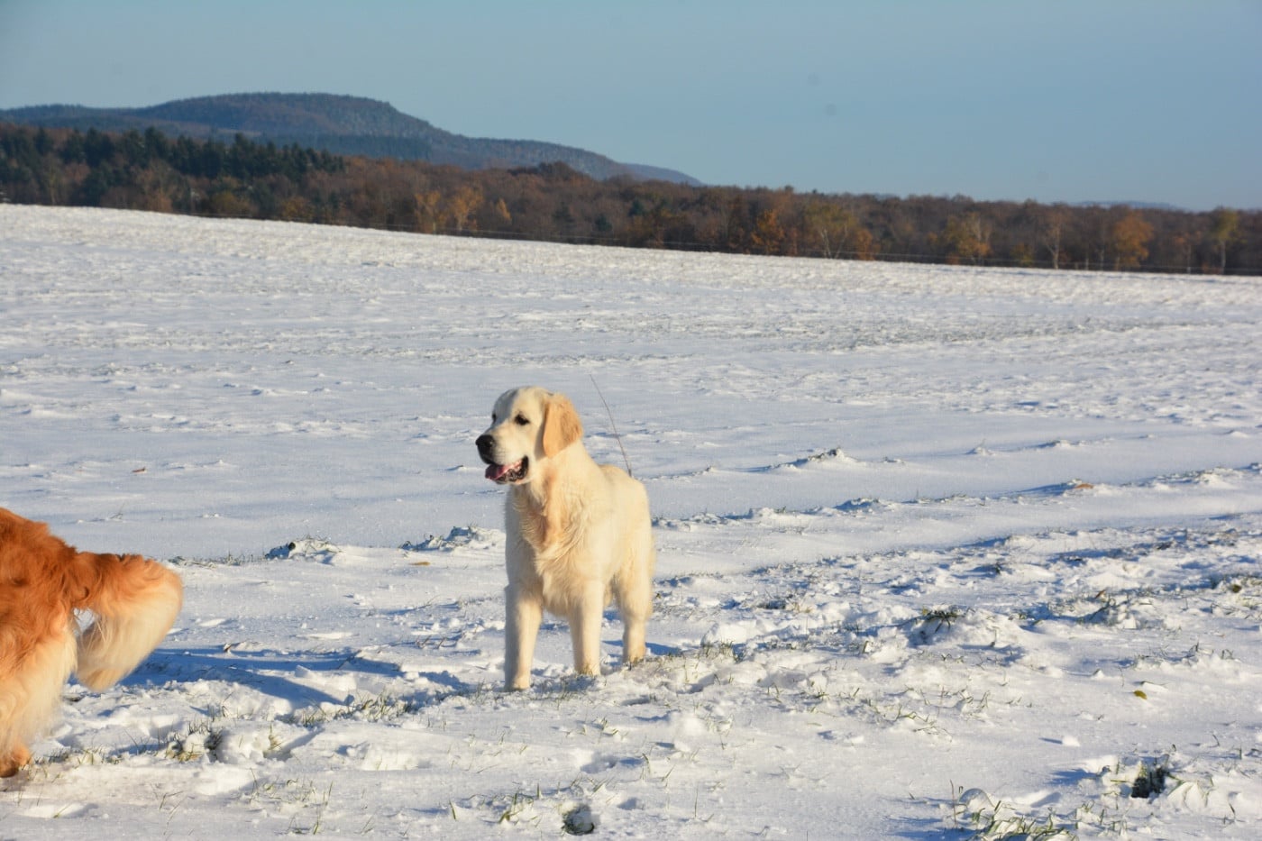 Publication : Ashbury