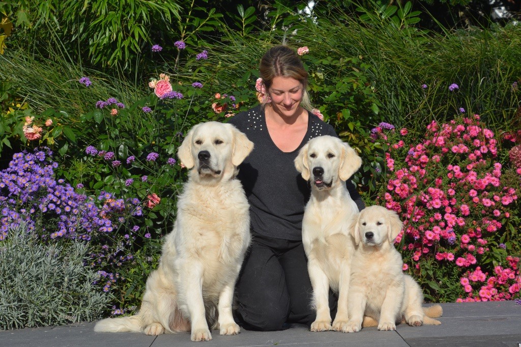 CH. golden rose bay's Waterloo