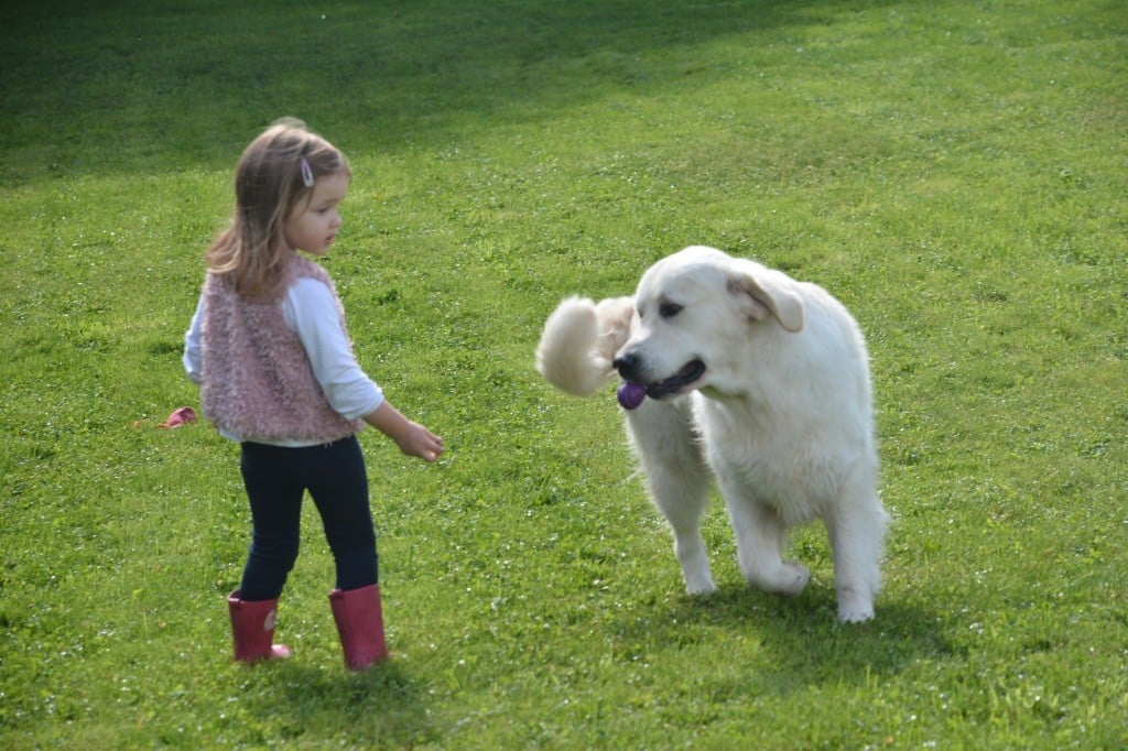 CH. golden rose bay's Waterloo