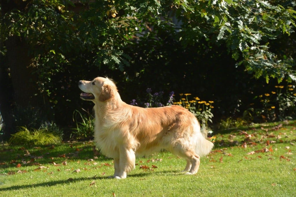 CH. Ashbury Standing ovation