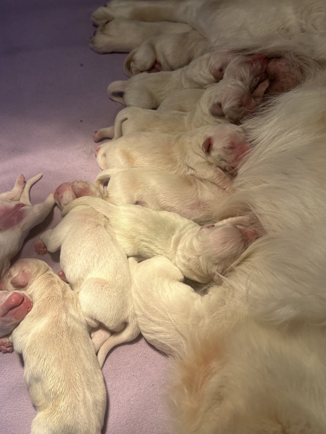 Chiot N°11 - Golden Retriever