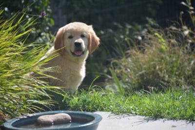 Les chiots de Golden Retriever