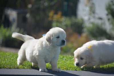 CHIOT 8 - Golden Retriever