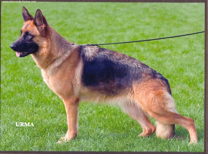 Tolga du mont du tassili - LICE RECOMMANDEE 9ième EXCELLENTE