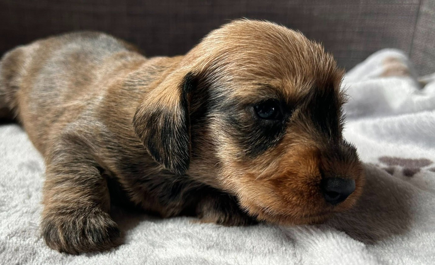 Chiot N°4 - Teckel