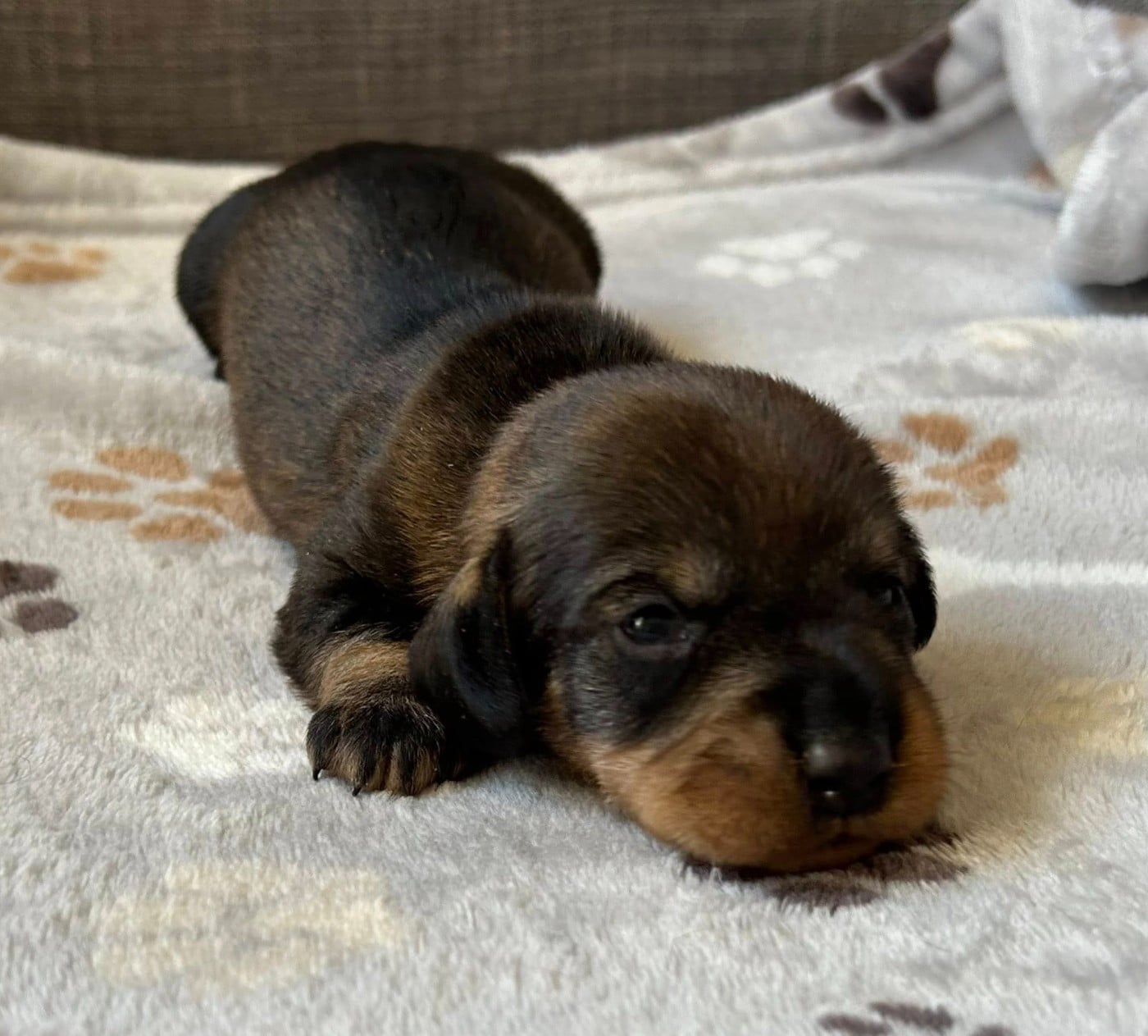 Chiot N°2