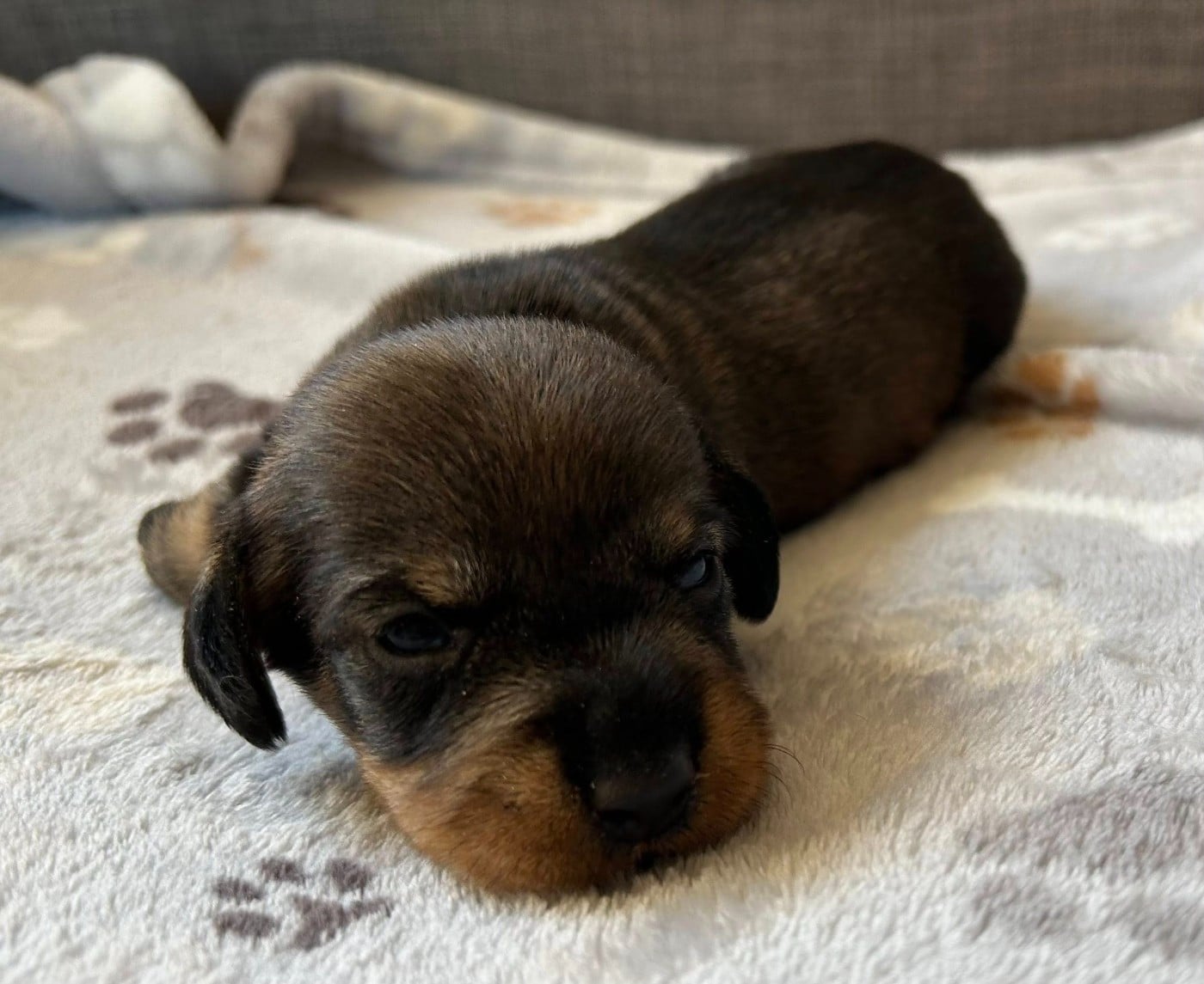 Chiot N°2