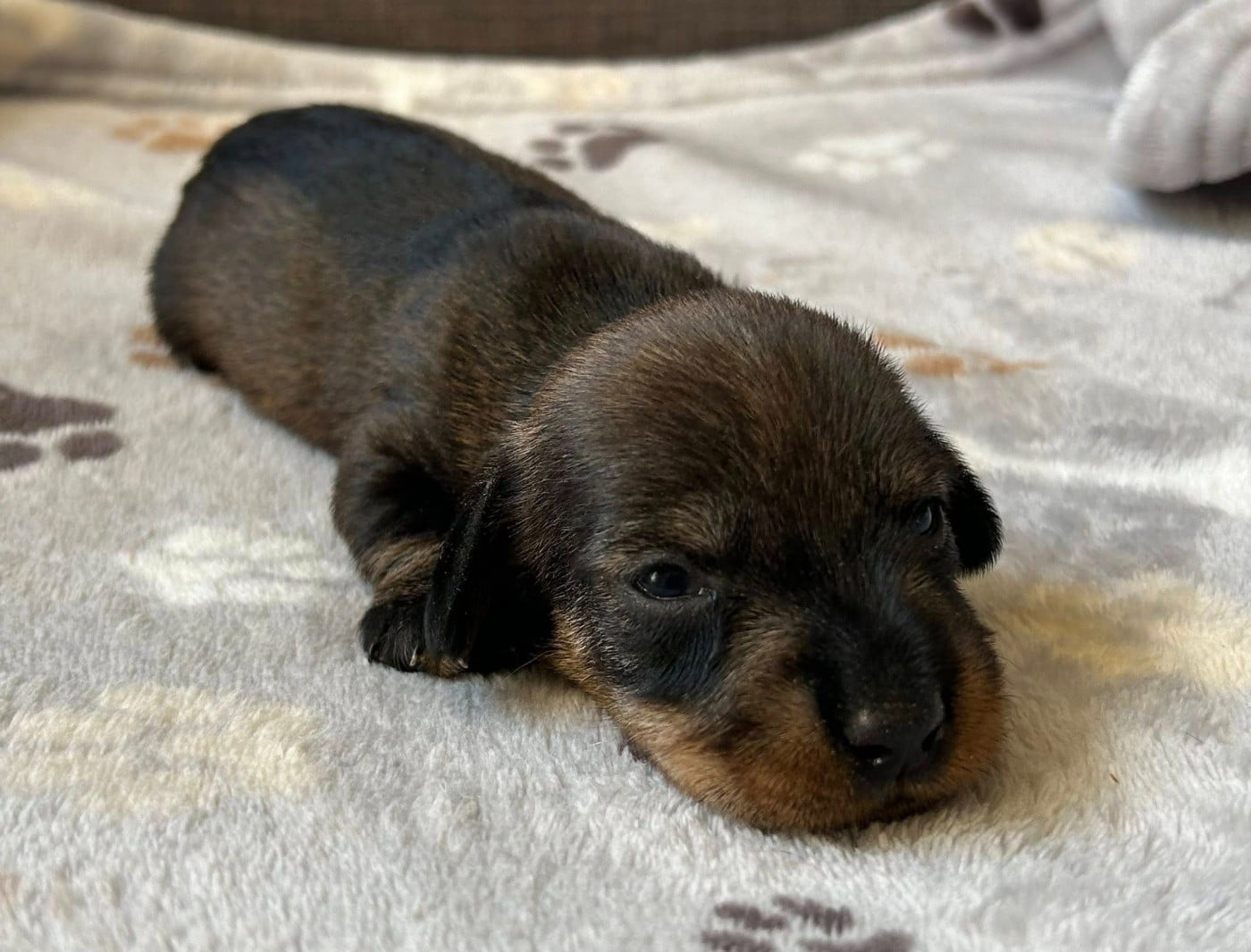 Chiot N°3