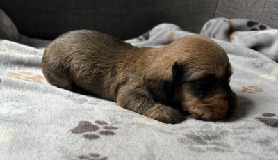Les chiots de Teckel