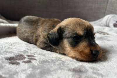 Les chiots de Teckel