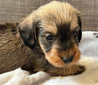 Les chiots de Teckel