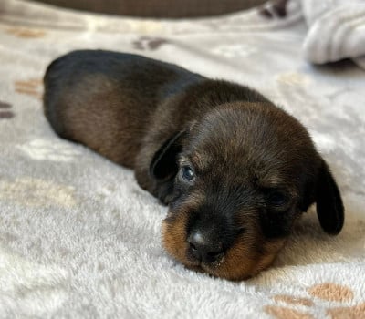 Les chiots de Teckel