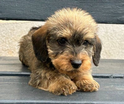 Les chiots de Teckel