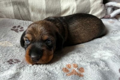 Les chiots de Teckel