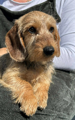 Les chiots de Teckel