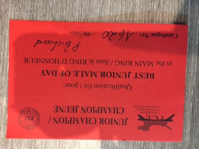 CH. Marco polo del wanhelsing - 1°Exc, BOB et Ch jeune du Luxembourg