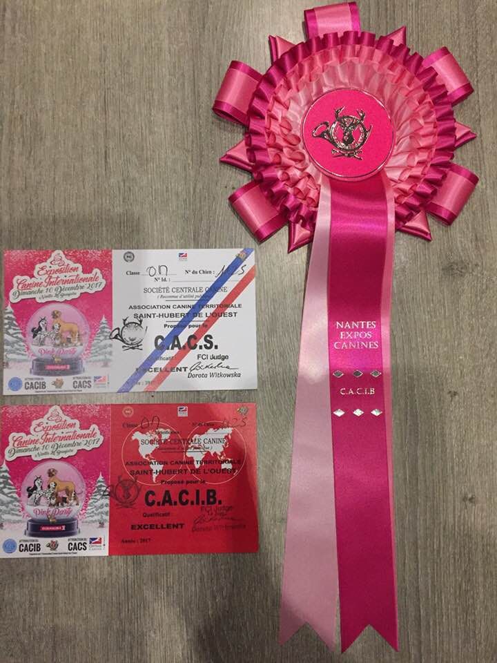 CH. Marco polo del wanhelsing - 1° Exc, Cacs et Cacib.