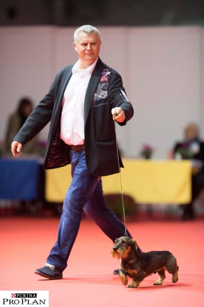 CH. Marco polo del wanhelsing - 1° Exc, Cacs, Cacib, Bob et 3° Bog