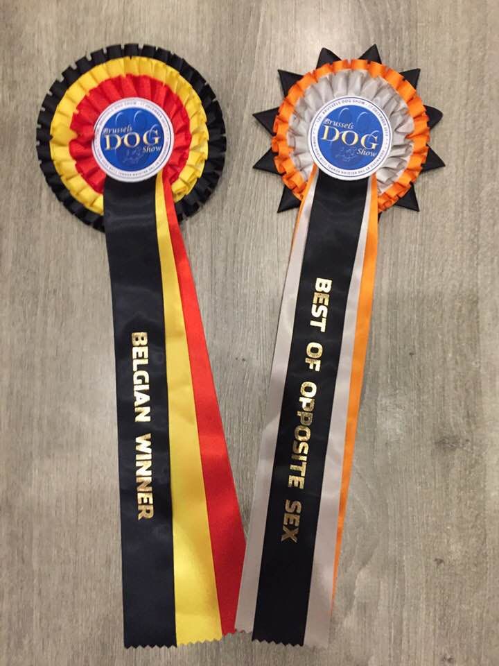 CH. Marco polo del wanhelsing - 1° Exc, Cac, Cacib et Bos