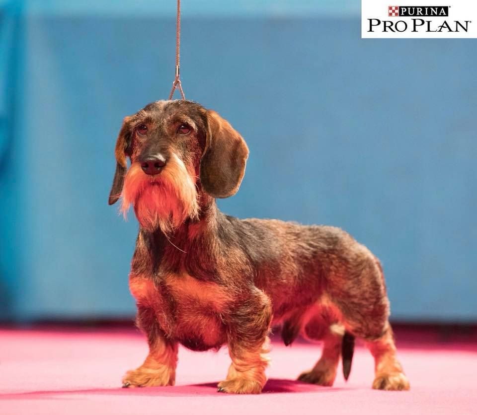 CH. Marco polo del wanhelsing - 1° Exc, Cacs, Cacib, Bob et 2° Bog