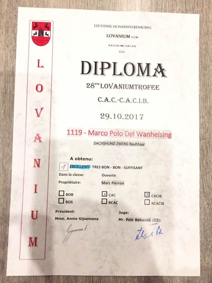 CH. Marco polo del wanhelsing - 1° Exc, Cac, Cacib.