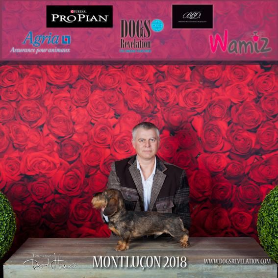 CH. Marco polo del wanhelsing - 1° Exc, Cacs et Cacib