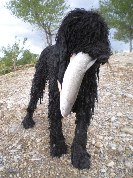 Publication : du soleil du Ventoux Auteur : Raoux