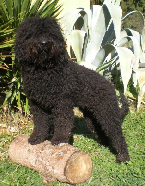 Publication : du soleil du Ventoux Auteur : Raoux