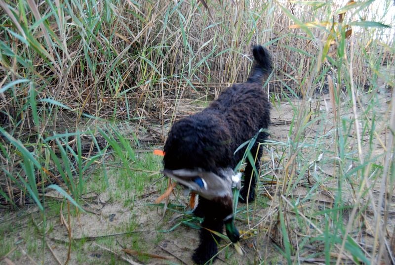 Publication : du soleil du Ventoux Auteur : Raoux