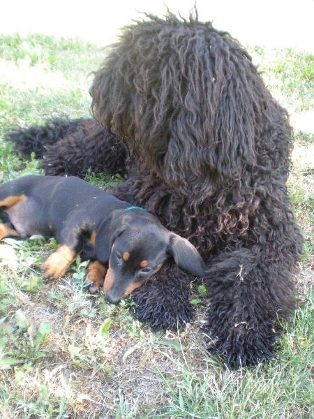Publication : du soleil du Ventoux Auteur : Raoux