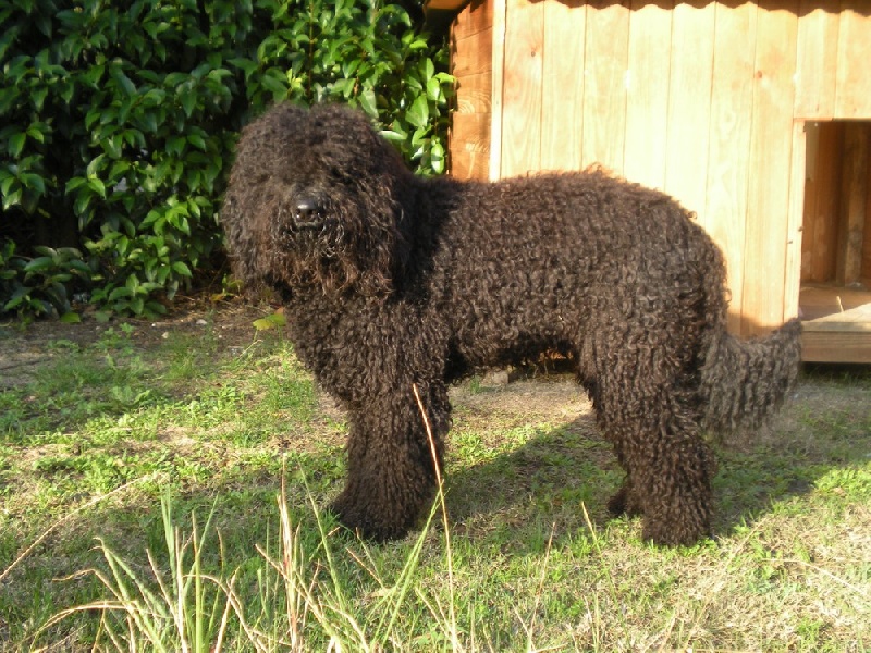 Publication : du soleil du Ventoux Auteur : Raoux