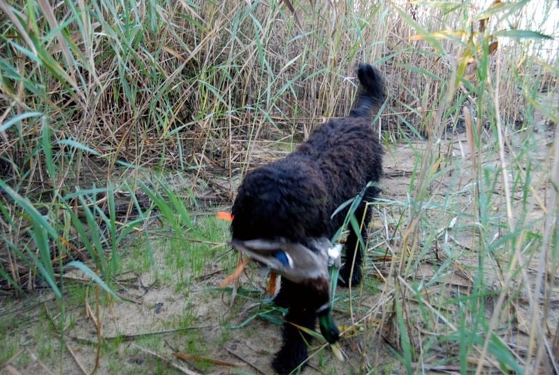 CH. poppenspaler's Faro - BCE 2ème cat. , 9/12 points