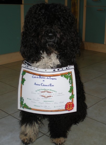 Dixie chick de la serve de la chapelle d'Alexandre - TAN truffe