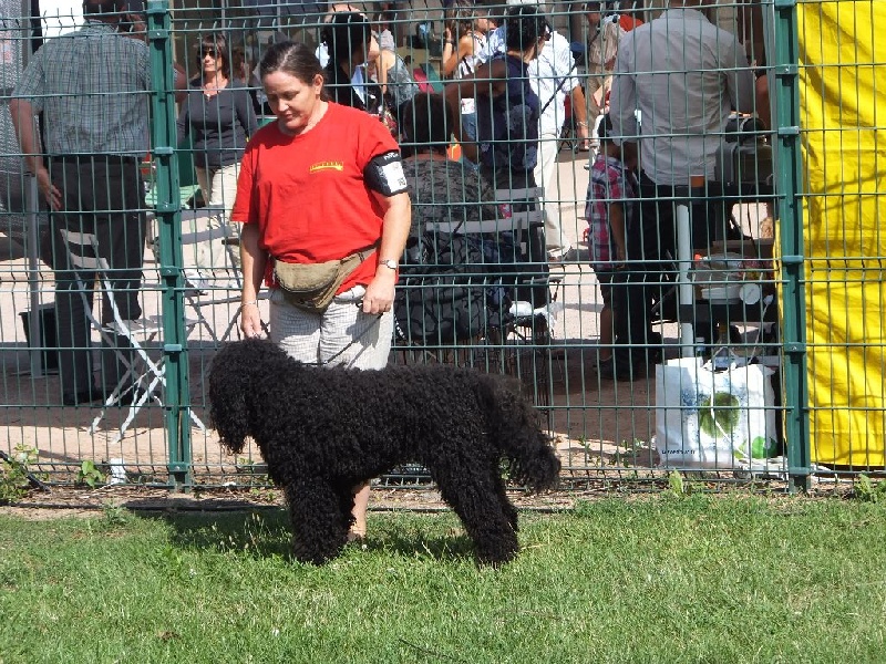 CH. poppenspaler's Faro - CACS meilleur classe travail