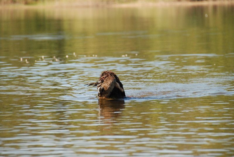 CH. Fanny forigoler de la serve de la chapelle d'Alexandre - BCE 1ère cat. , 10/12 points