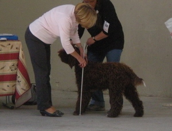 CH. Fanny forigoler de la serve de la chapelle d'Alexandre - 1er exc, meilleur puppy