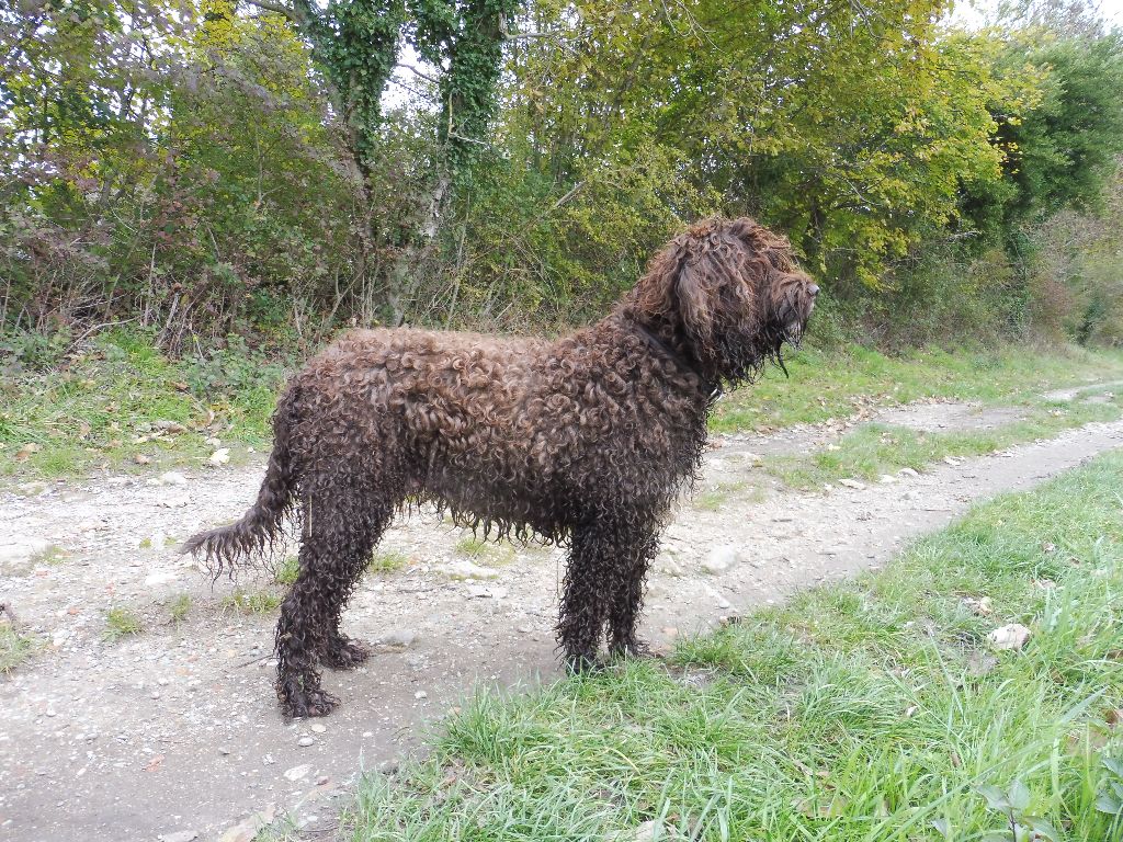 CH. Fanny forigoler de la serve de la chapelle d'Alexandre - Excellent en classe travail