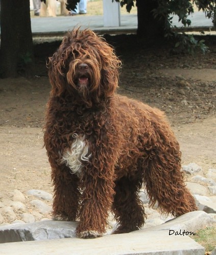 CH. Fanny forigoler de la serve de la chapelle d'Alexandre - 2ème intermédiaire femelles