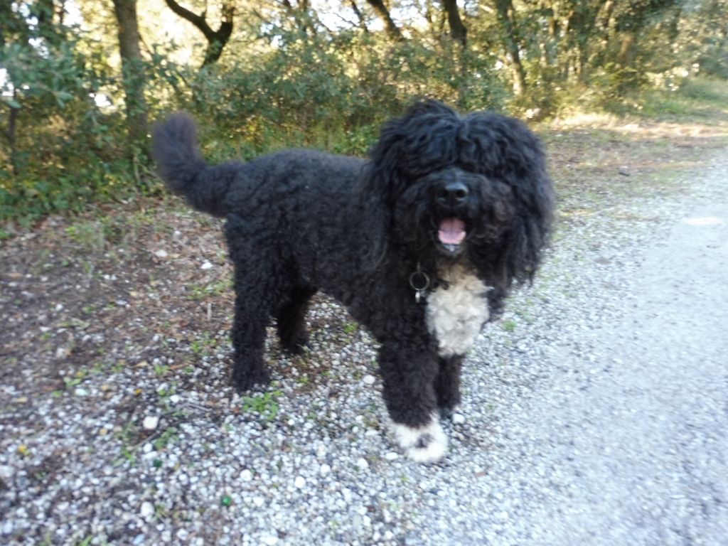 Dixie chick de la serve de la chapelle d'Alexandre - Excellent en classe vétéran